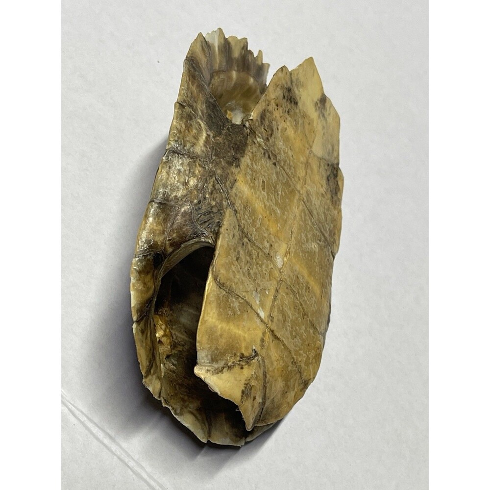 Vintage Turtle Shell - Picture 5 of 7